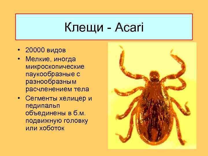 Клещи - Acari • 20000 видов • Мелкие, иногда микроскопические паукообразные с разнообразным расчленением