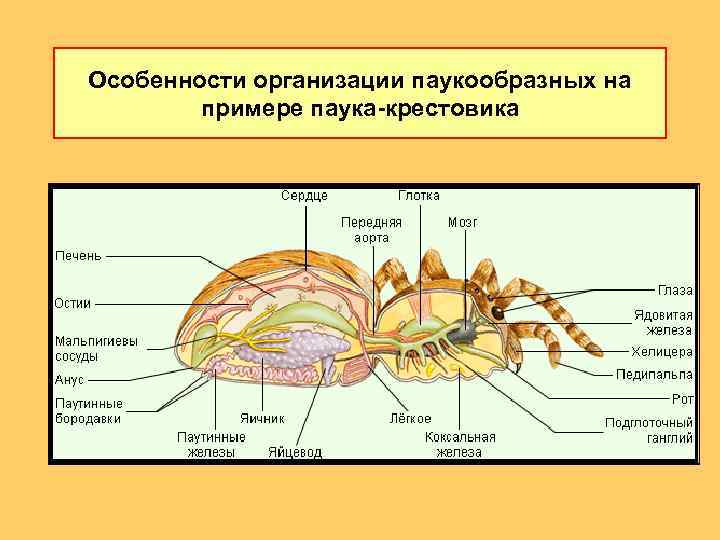 Особенности организации паукообразных на примере паука-крестовика 