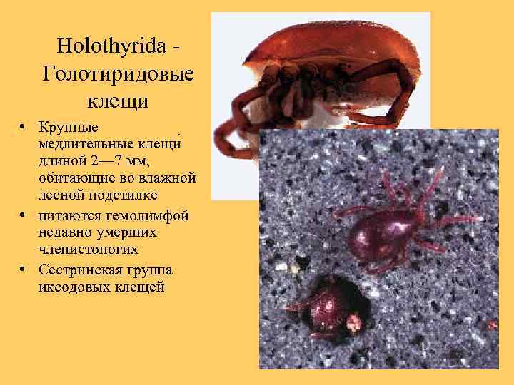 Holothyrida - Голотиридовые клещи • Крупные медлительные клещи длиной 2— 7 мм, обитающие во