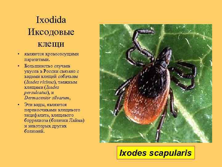 Ixodida Иксодовые клещи • • • являются кровососущими паразитами. Большинство случаев укусов в России