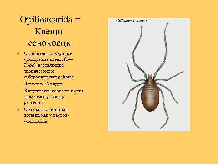 Opilioacarida = Клещисенокосцы • • Сравнительно крупные сухопутные клещи (1— 3 мм), населяющие тропические