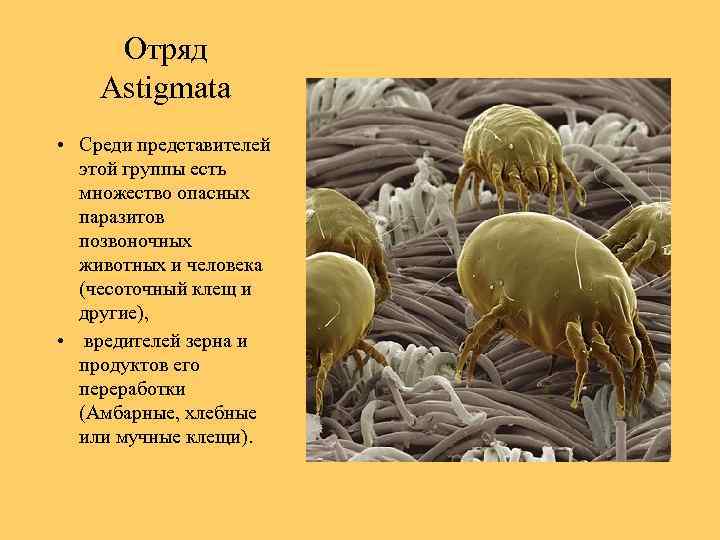 Отряд Astigmata • Среди представителей этой группы есть множество опасных паразитов позвоночных животных и