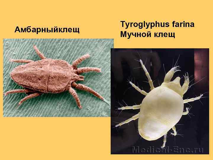 Амбарныйклещ Tyroglyphus farina Мучной клещ 