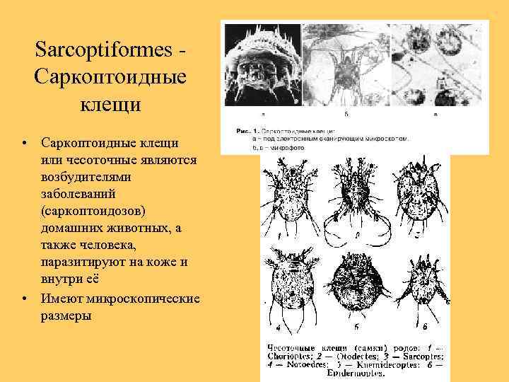 Sarcoptiformes - Саркоптоидные клещи • Саркоптоидные клещи или чесоточные являются возбудителями заболеваний (саркоптоидозов) домашних