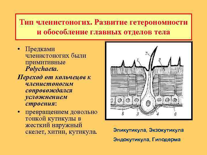 Тип членистоногих. Pазвитие гетеpономности и обособление главных отделов тела • Предками членистоногих были примитивные