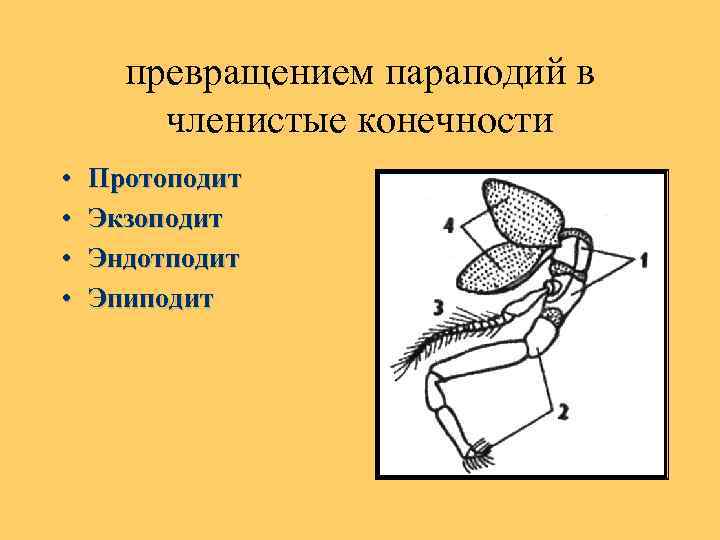 превращением параподий в членистые конечности • • Протоподит Экзоподит Эндотподит Эпиподит 