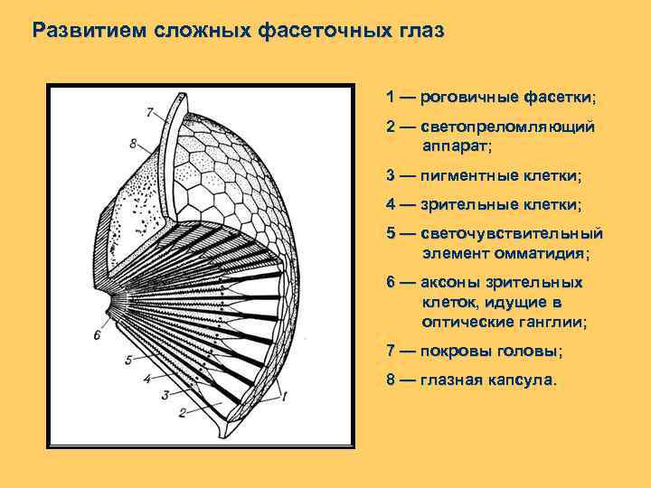 Развитием сложных фасеточных глаз 1 — роговичные фасетки; 2 — светопреломляющий аппарат; 3 —