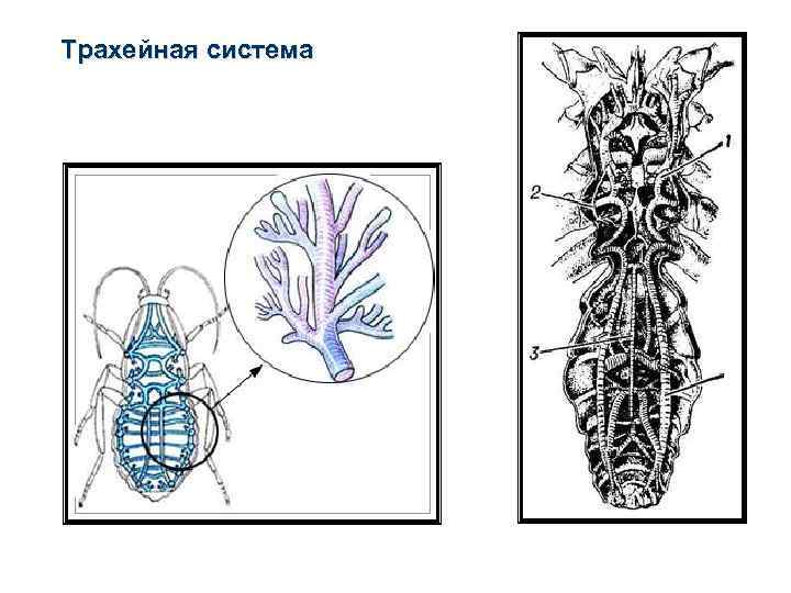 Трахейная система 