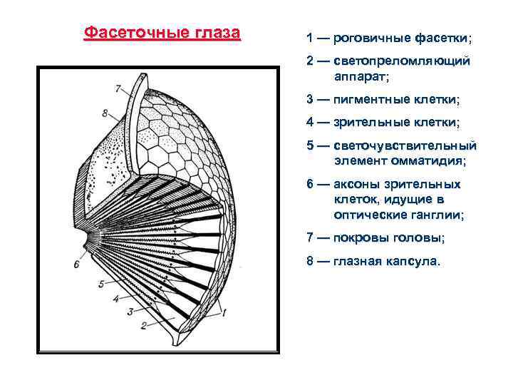 Фасеточные глаза 1 — роговичные фасетки; 2 — светопреломляющий аппарат; 3 — пигментные клетки;