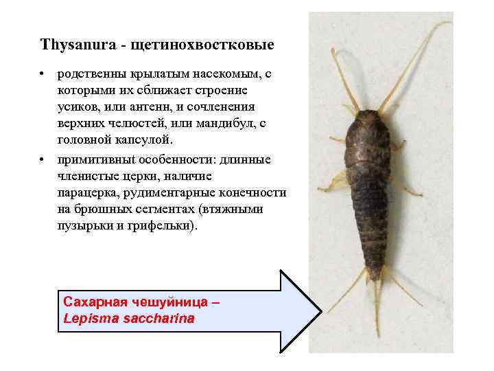 Thysanura - щетинохвостковые • родственны крылатым насекомым, с которыми их сближает строение усиков, или