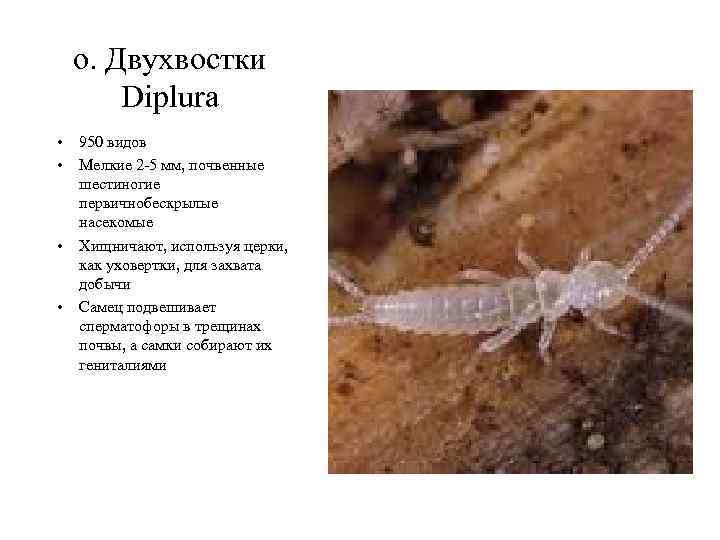 о. Двухвостки Diplura • • 950 видов Мелкие 2 -5 мм, почвенные шестиногие первичнобескрылые