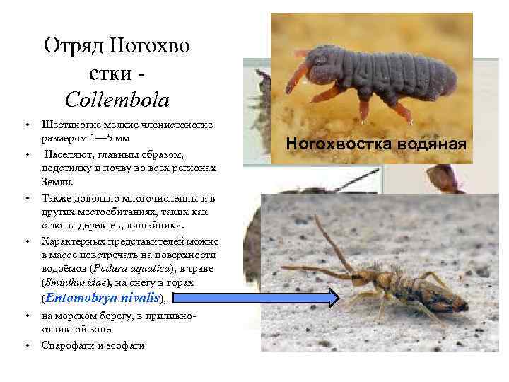 Отряд Ногохво стки Collembola • • • Шестиногие мелкие членистоногие размером 1— 5 мм