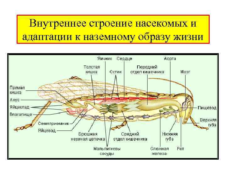 Внутреннее строение насекомых и адаптации к наземному образу жизни 