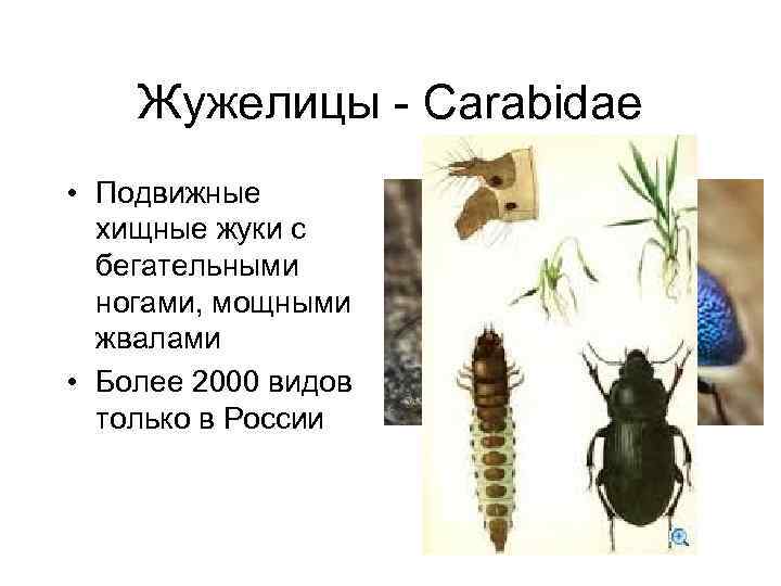 Жужелицы - Carabidae • Подвижные хищные жуки с бегательными ногами, мощными жвалами • Более