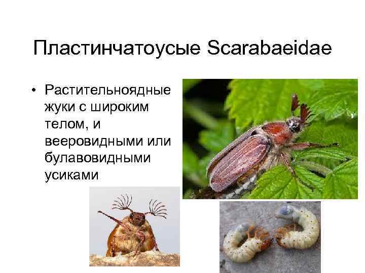 Пластинчатоусые Scarabaeidae • Растительноядные жуки с широким телом, и вееровидными или булавовидными усиками 