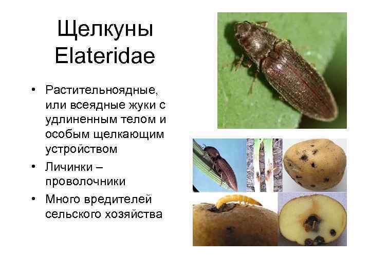 Щелкуны Elateridae • Растительноядные, или всеядные жуки с удлиненным телом и особым щелкающим устройством