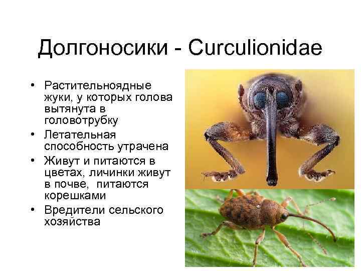 Долгоносики - Curculionidae • Растительноядные жуки, у которых голова вытянута в головотрубку • Летательная