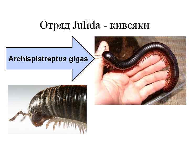 Отряд Julida - кивсяки Archispistreptus gigas 