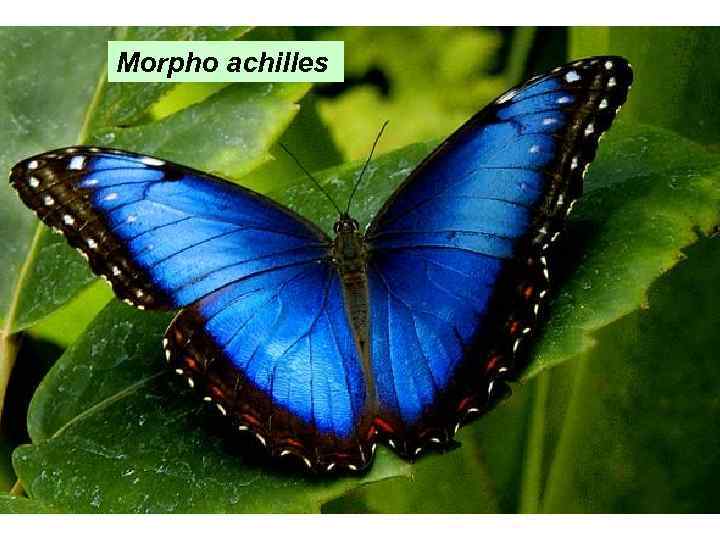 Morpho achilles 