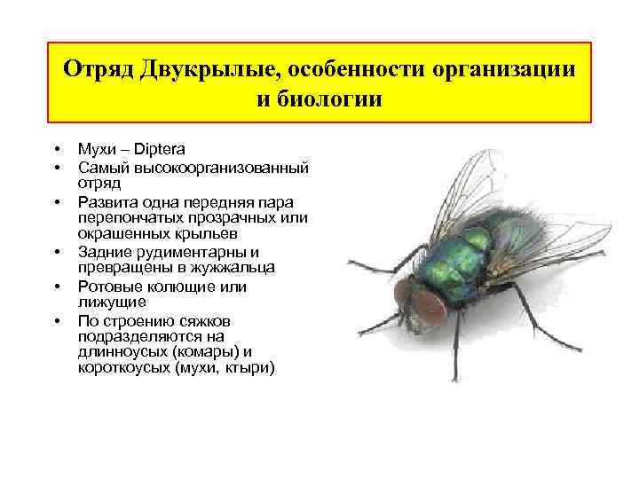 Отряд Двукрылые, особенности организации и биологии • • • Мухи – Diptera Cамый высокоорганизованный