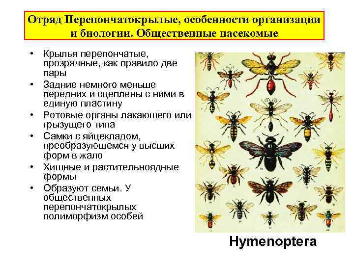 Отряд Перепончатокрылые, особенности организации и биологии. Общественные насекомые • Крылья перепончатые, прозрачные, как правило