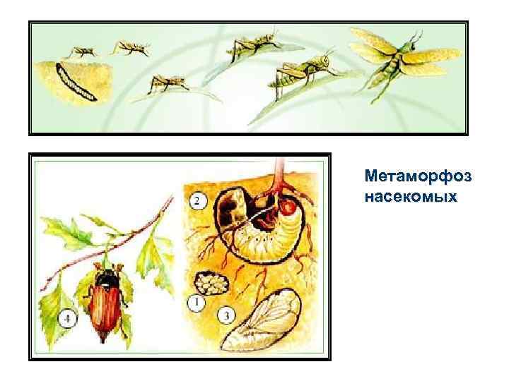 Метаморфоз насекомых 