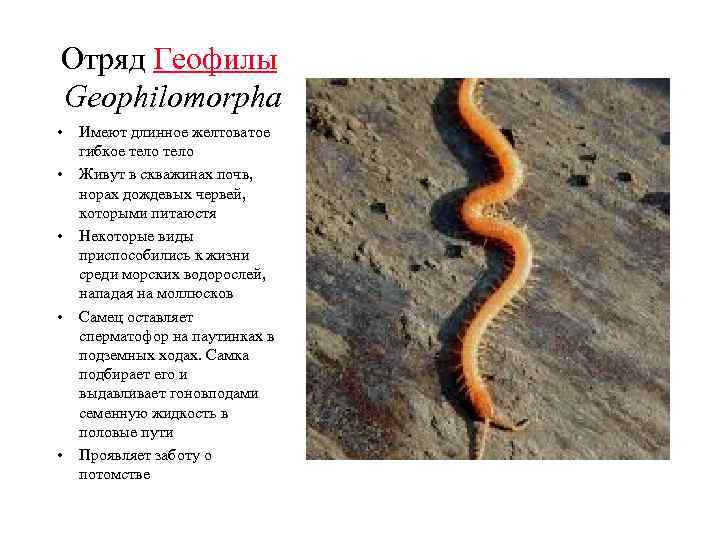 Отряд Геофилы Geophilomorpha • • • Имеют длинное желтоватое гибкое тело Живут в скважинах