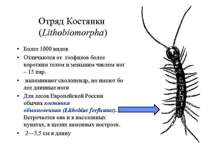 Отряд Костянки (Lithobiomorpha) • Более 1000 видов • Отличаются от геофилов более коротким телом