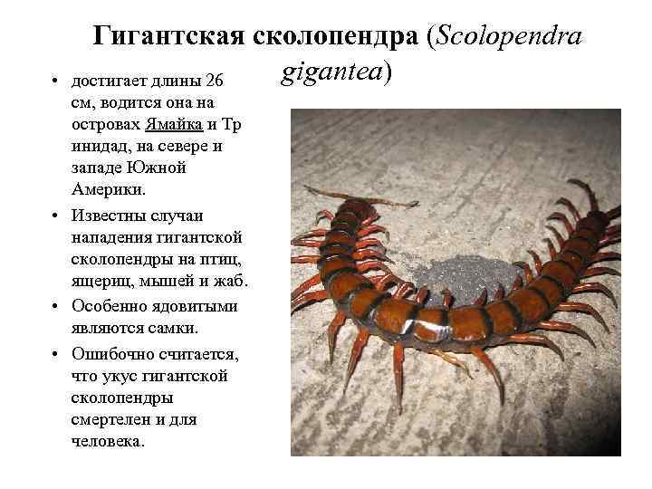  • Гигантская сколопендра (Scolopendra gigantea) достигает длины 26 см, водится она на островах