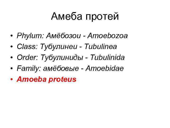 Амеба протей • • • Phylum: Амёбозои - Amoebozoa Class: Тубулинеи - Tubulinea Order: