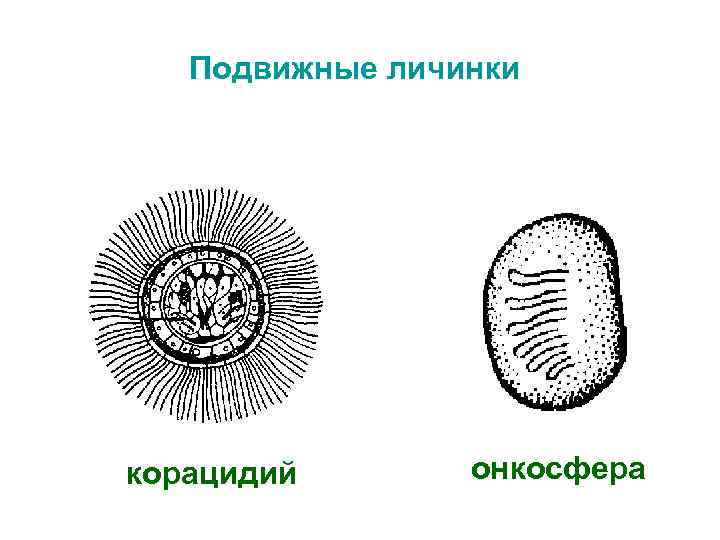 Подвижные личинки корацидий онкосфера 