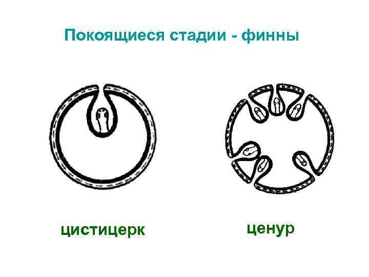 Покоящиеся стадии - финны цистицерк ценур 