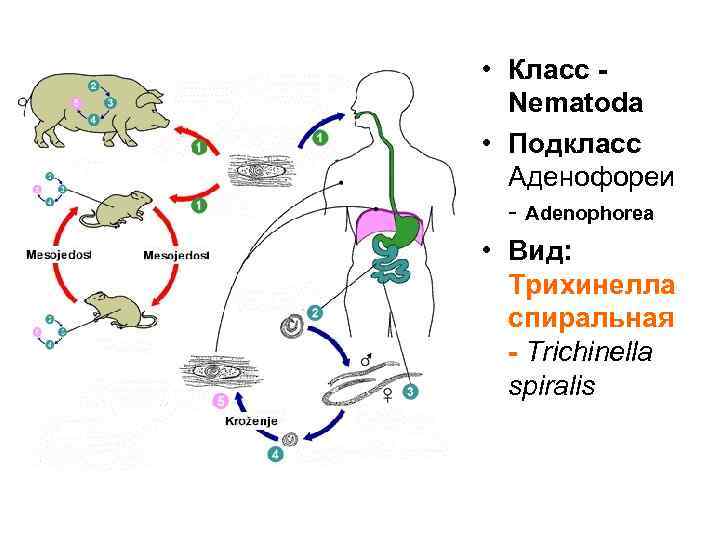  • Класс Nematoda • Подкласс Аденофореи - Adenophorea • Вид: Трихинелла спиральная -