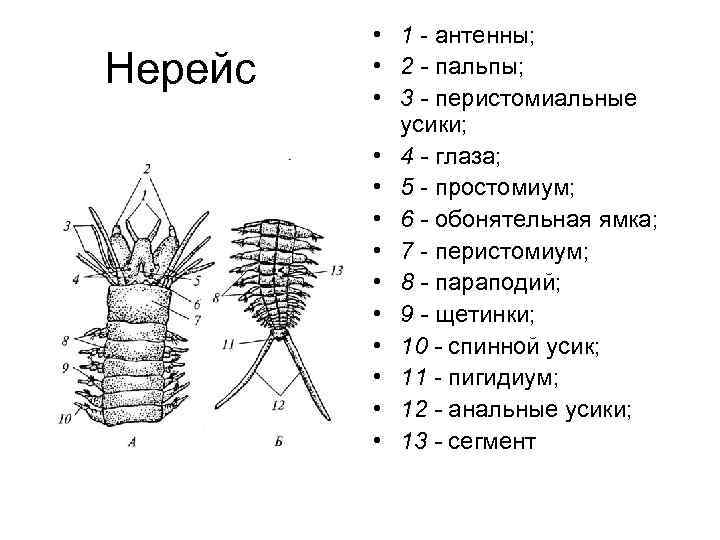 Нерейс • 1 - антенны; • 2 - пальпы; • 3 - перистомиальные усики;