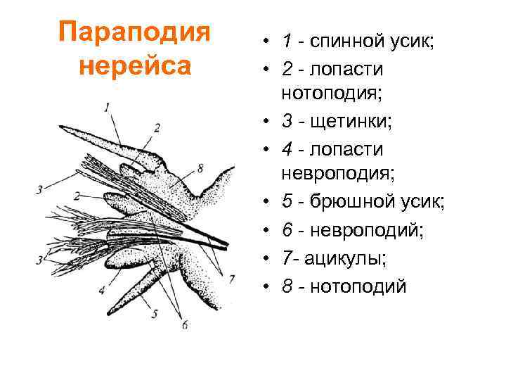 Параподия нереиды рисунок