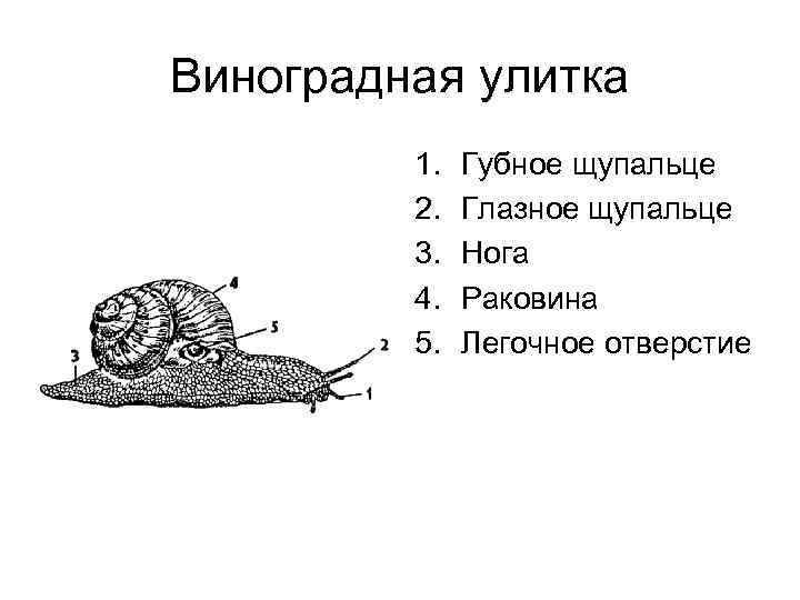 Особенность строения улитки какую функцию она выполняет