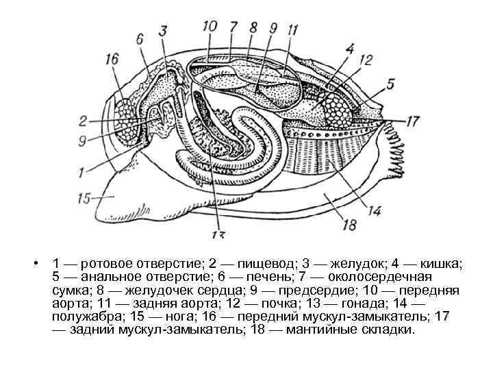  • 1 — ротовое отверстие; 2 — пищевод; 3 — желудок; 4 —