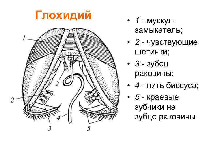 Глохидий • 1 - мускулзамыкатель; • 2 - чувствующие щетинки; • 3 - зубец