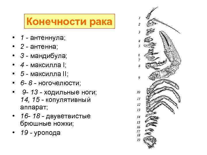 Двуветвистая конечность ракообразных схема