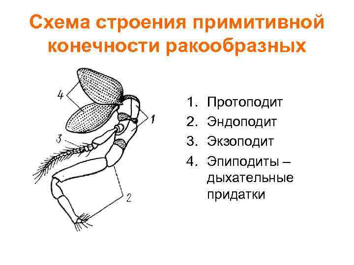 Схема строения двуветвистой конечности ракообразного. Схема строения примитивной конечности ракообразных. Строение конечностей членистоногих.