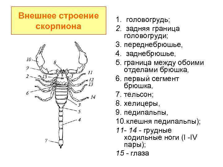 Наличие трех пар конечностей на груди. Внешнее строение скорпиона. Внутреннее строение скорпиона схема. Строение паукообразных скорпионов. Строение скорпиона биология.