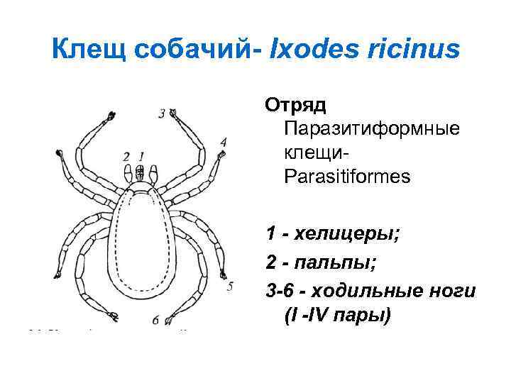 Строение клеща