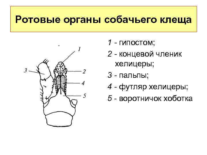 Состоят из члеников