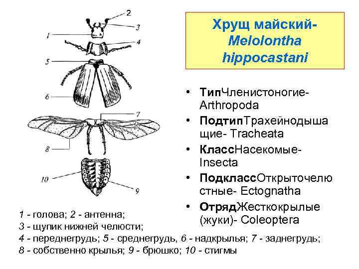 Хрущ майский. Melolontha hippocastani • Тип. Членистоногие- Arthropoda • Подтип. Трахейнодыша щие- Tracheata •