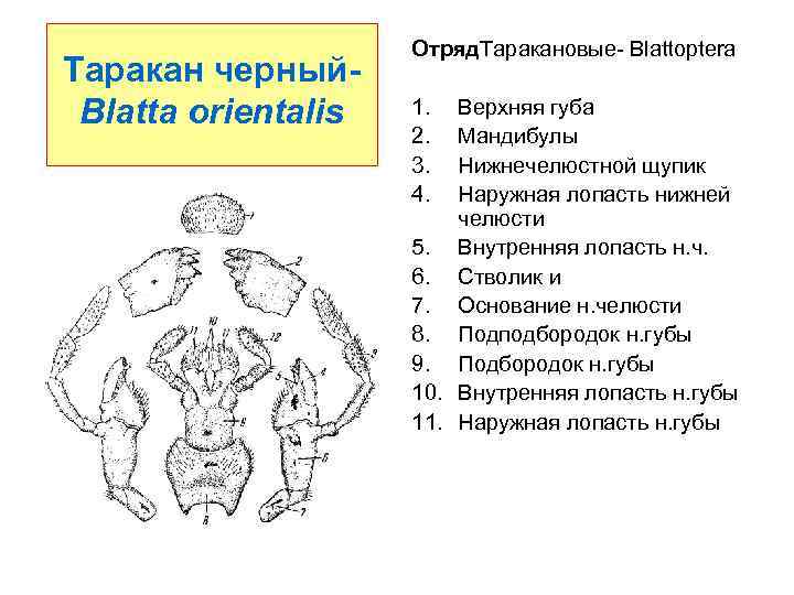 Таракан черный. Blatta orientalis Отряд. Таракановые- Blattoptera 1. 2. 3. 4. Верхняя губа Мандибулы