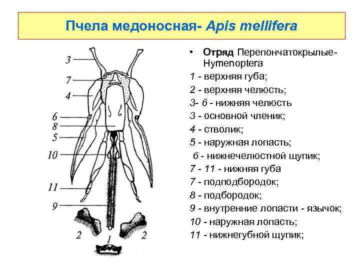 Пчела медоносная- Apis mellifera • Отряд Перепончатокрылые- Hymenoptera 1 - верхняя губа; 2 -