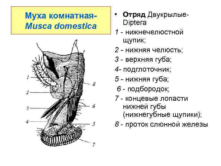 Взрослая особь комнатной мухи тип ротового