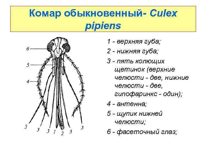 Комар обыкновенный- Culex pipiens 1 - верхняя губа; 2 - нижняя губа; 3 -