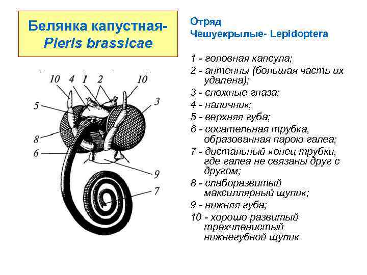 Белянка капустная. Pieris brassicae Отряд Чешуекрылые- Lepidoptera 1 - головная капсула; 2 - антенны