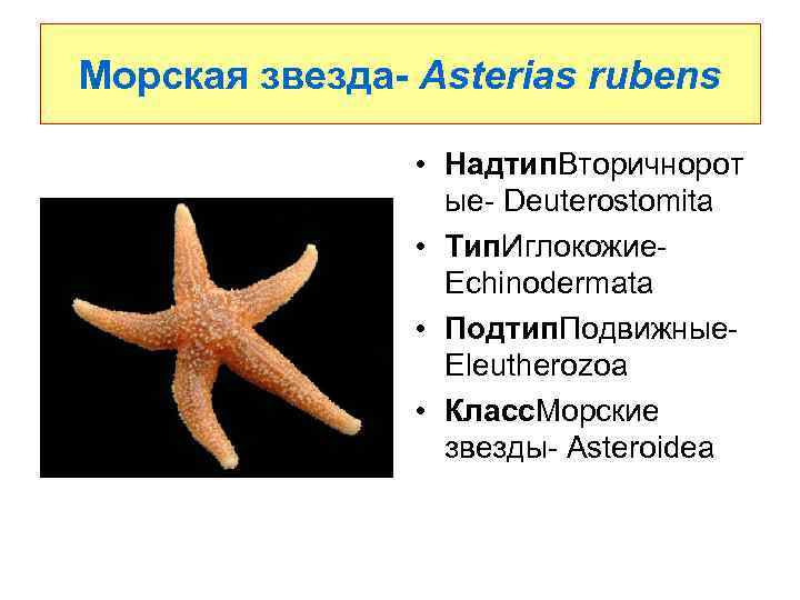 Морская звезда- Asterias rubens • Надтип. Вторичнорот ые- Deuterostomita • Тип. Иглокожие- Echinodermata •